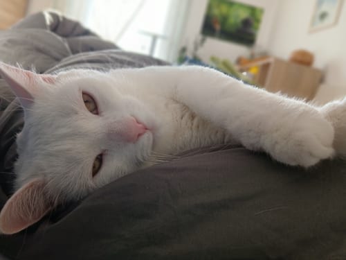 White cat asleep stretched out on a grey-green Wove duvet